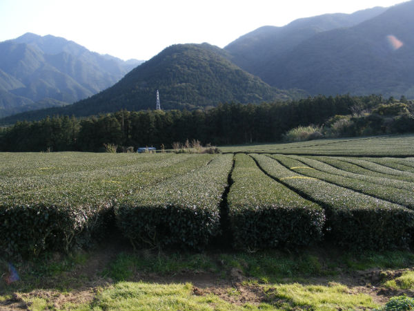 楠川の茶園